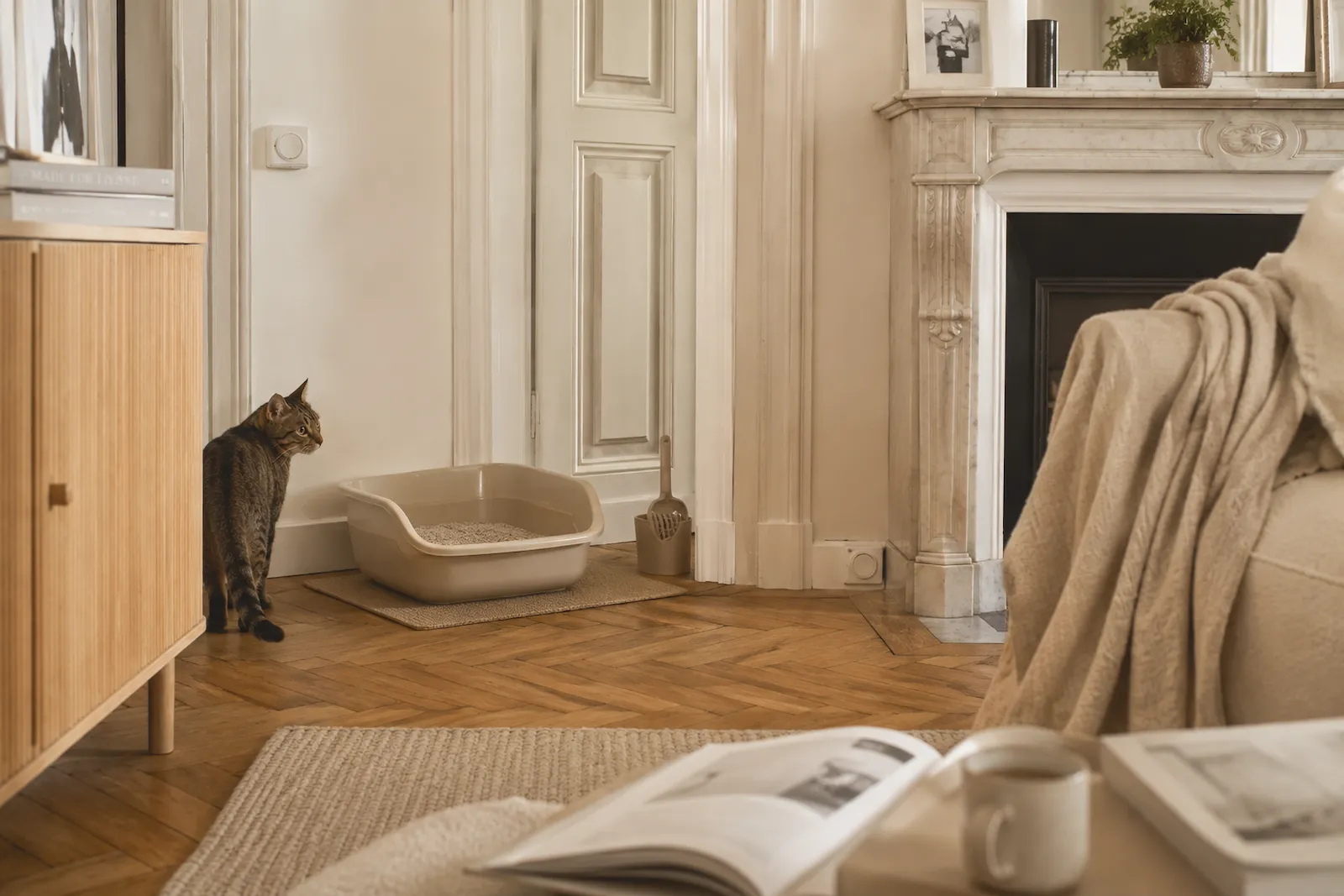 Chat tigré près d’un bac à litière dans un appartement haussmannien parisien.