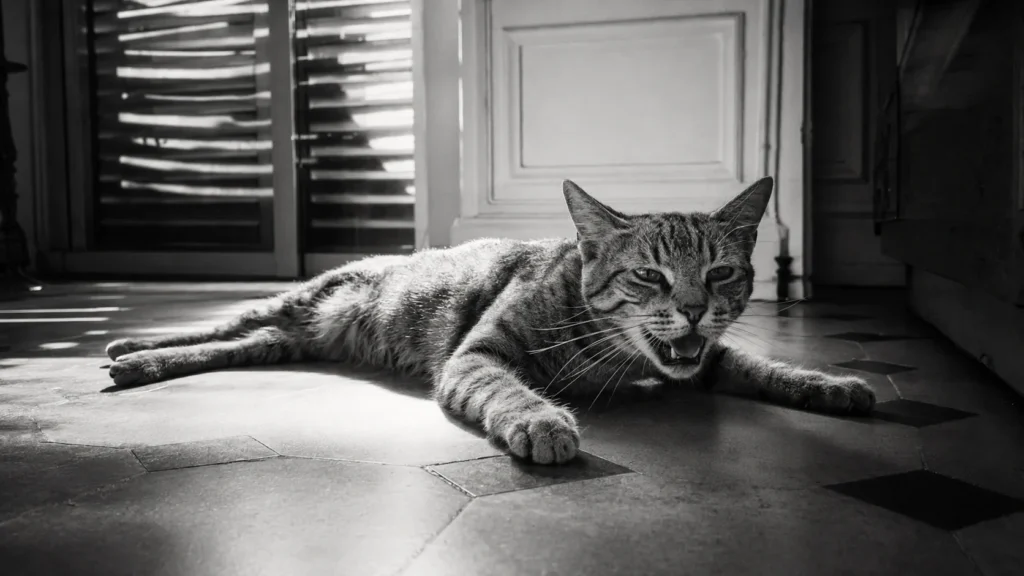 Un chat halète, gueule ouverte, allongé sur le carrelage frais d'un appartement en pleine chaleur d'été