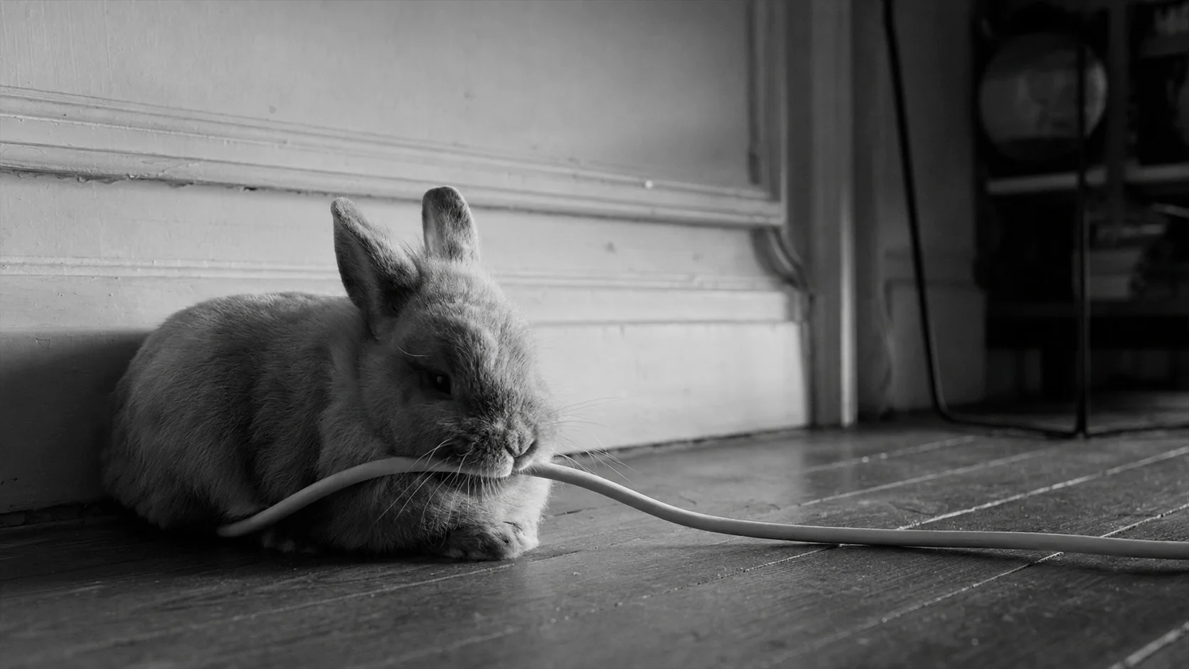 Un lapin nain qui ronge un câble électrique par ennui dans un appartement haussmannien