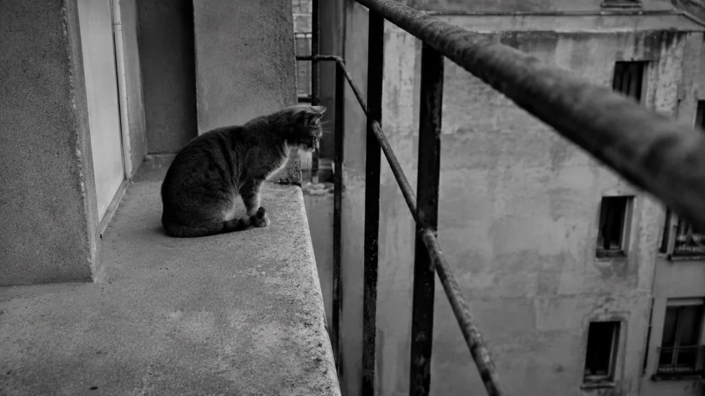 Un chat penché au bord d'un balcon haussmannien non sécurisé, au-dessus du vide