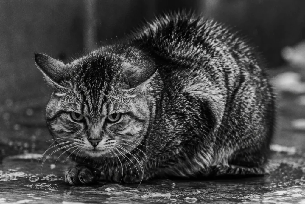 Gros plan noir et blanc d'un chat recroquevillé, poil hérissé contre le froid