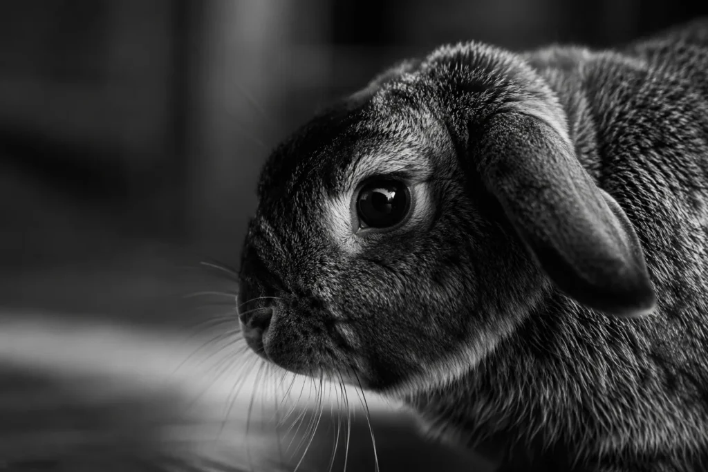 Gros plan noir et blanc d'un lapin aux oreilles rabattues, posture d'alerte