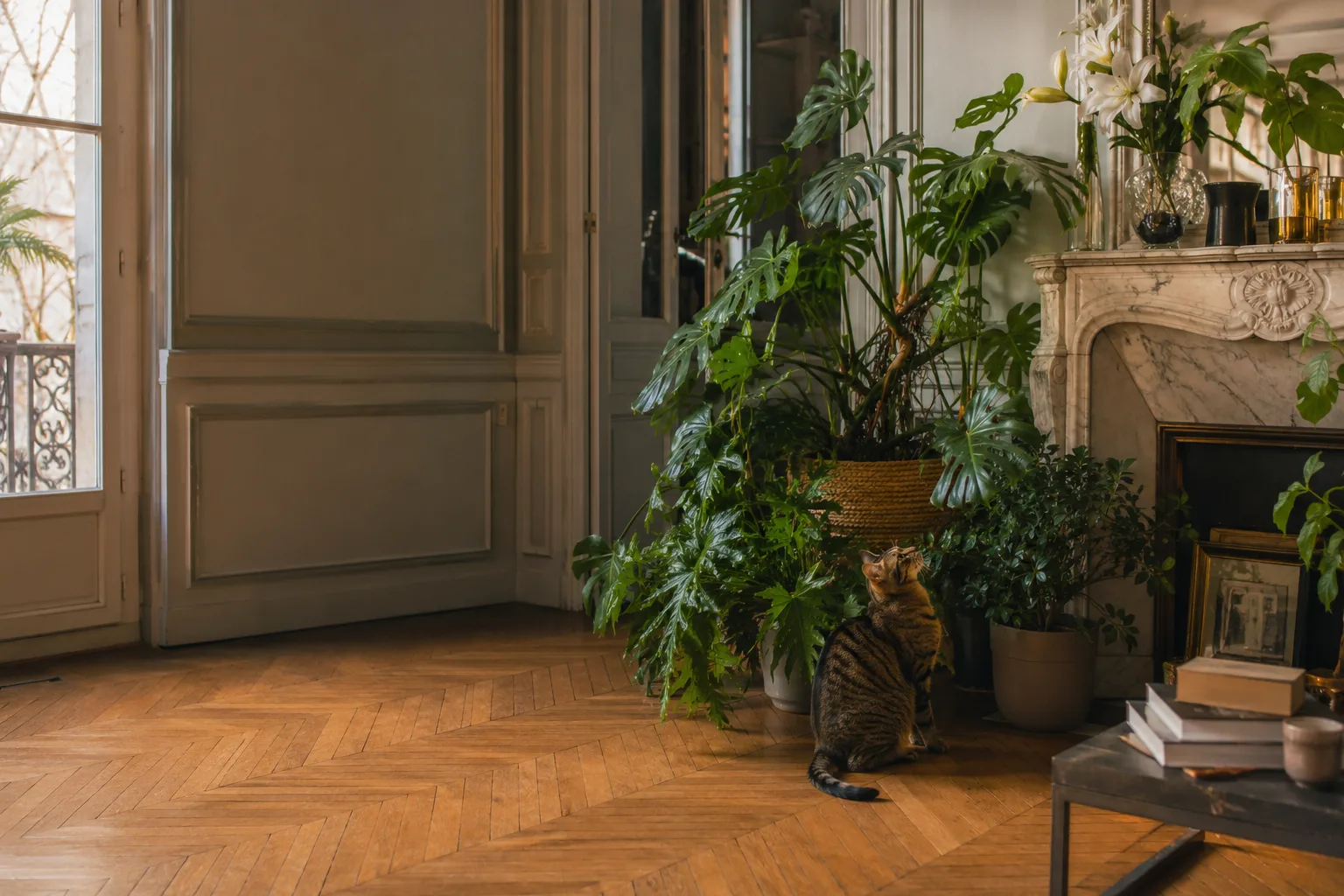Plantes d'intérieur dans un appartement haussmannien avec un chat