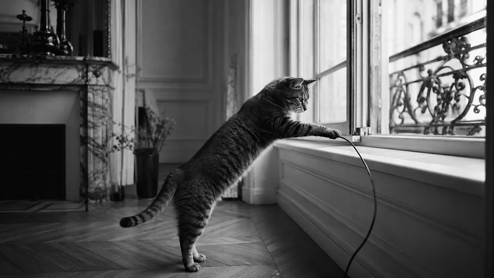 Un chat qui tend la patte vers un câble électrique dans un salon, noir et blanc