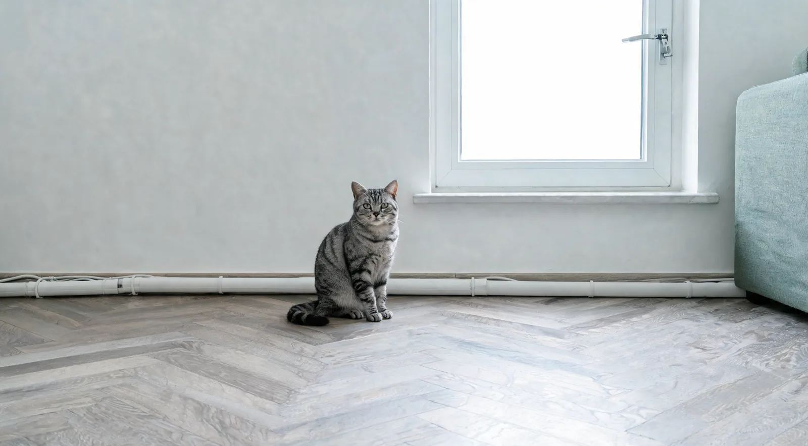 Salon lumineux et sécurisé avec fenêtre à poignée et câbles rangés sous goulotte, où un chat se tient posé