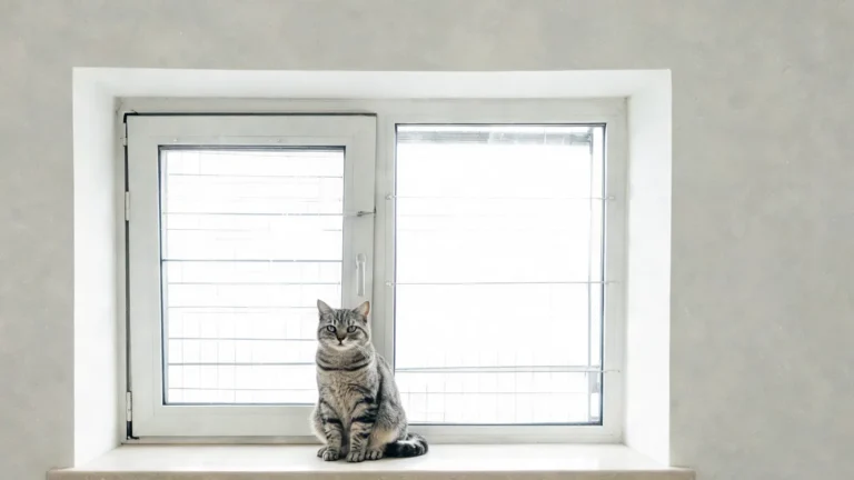 Chat assis sur le rebord d'une fenêtre protégée par une grille, dans une pièce claire