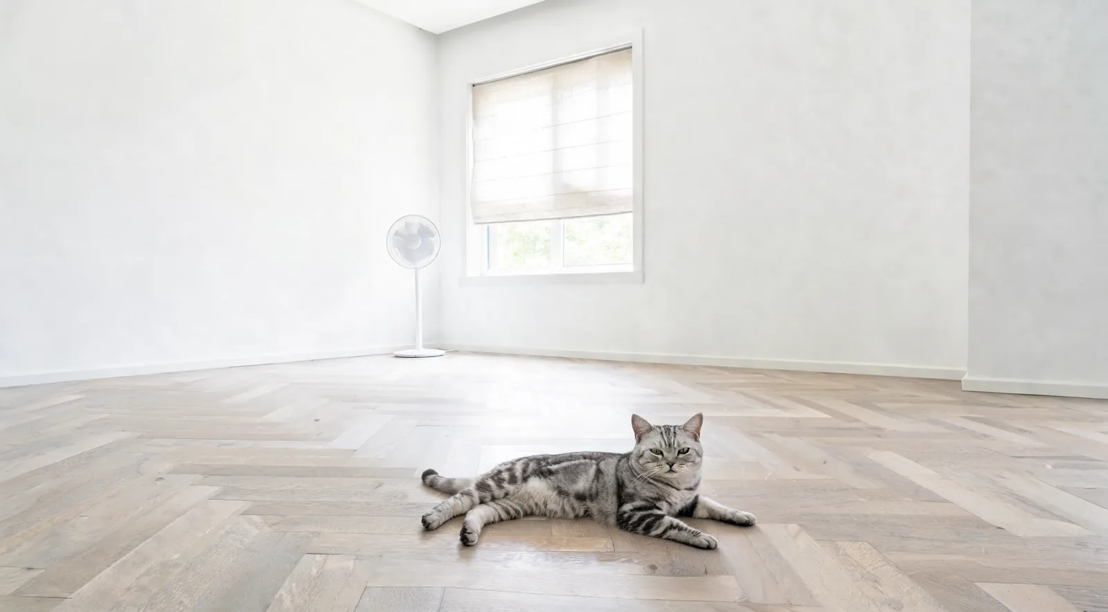 Chat tigré argenté allongé sur le sol frais d'un appartement, près d'un ventilateur discret