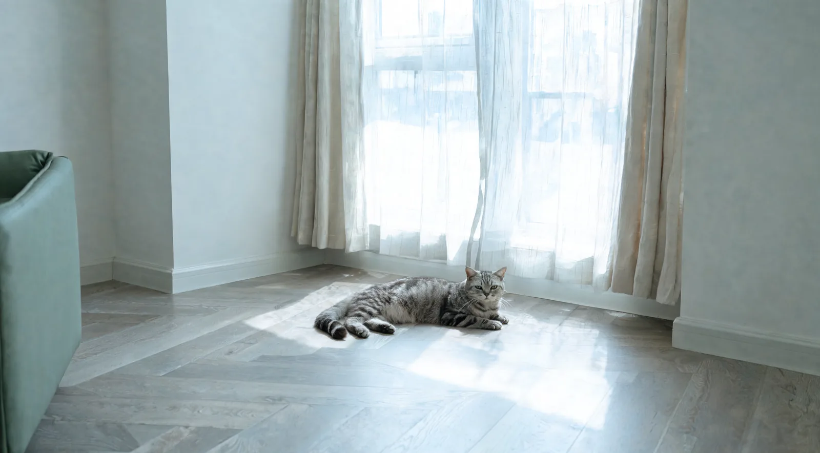 Chat tigré argenté allongé au frais dans un salon aux voilages tirés, en été
